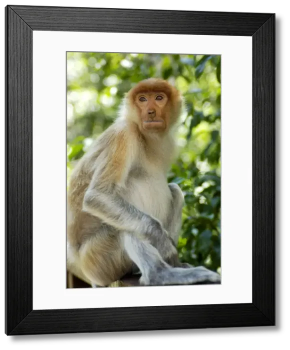 Framed Print : Young female Proboscis monkey, wild but relatively Framed Print : Young female Proboscis monkey, wild but relatively