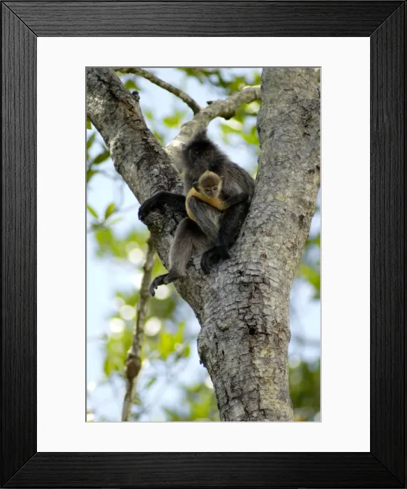 Framed Print : Silvered Langur with an infant (baby-langurs are Framed Print : Silvered Langur with an infant (baby-langurs are