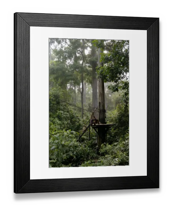 Framed Print : Orang-Utans and Long-tailed / Crab-eating macaques Framed Print : Orang-Utans and Long-tailed / Crab-eating macaques