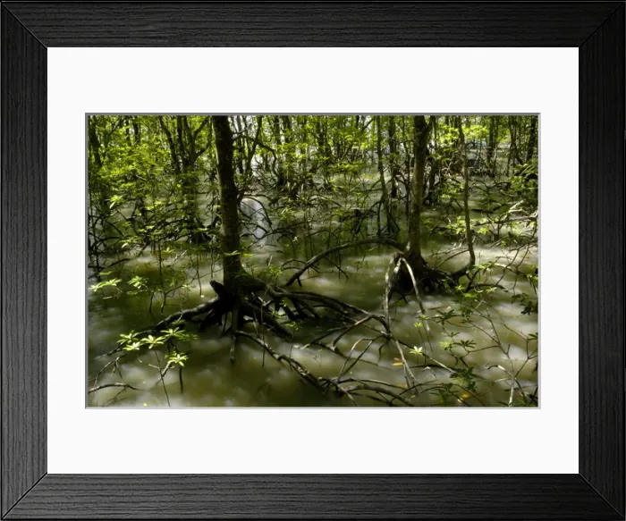 Framed Print : Mangrove forest at high tide Framed Print : Mangrove forest at high tide