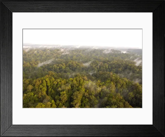 Framed Print : Mature rainforest at dawn, a view from a helicopter Framed Print : Mature rainforest at dawn, a view from a helicopter