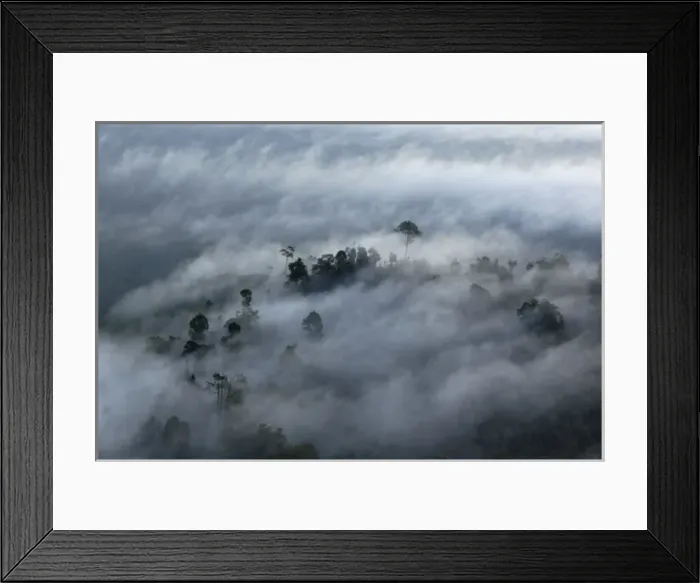 Framed Print : Rainforest canopy in a thick mist at dawn Framed Print : Rainforest canopy in a thick mist at dawn