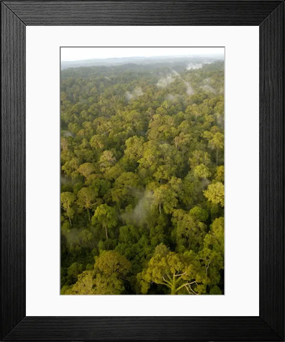 Framed Print : Primary rainforest at dawn, a view from a helicopter Framed Print : Primary rainforest at dawn, a view from a helicopter