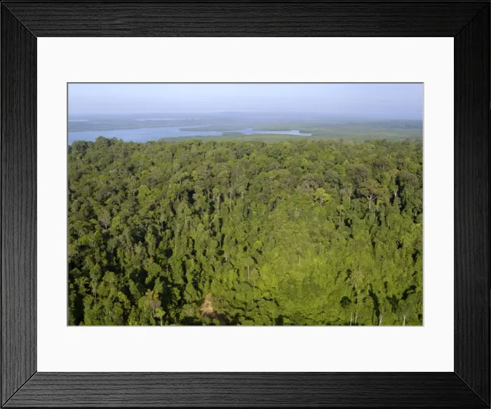 Framed Print : Rainforest and Sekong Bay near Sandakan Framed Print : Rainforest and Sekong Bay near Sandakan