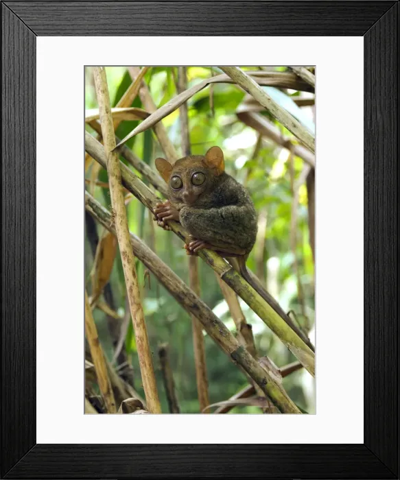 Framed Print : Philippine Tarsier rests during a day in bamboo undergrowth Framed Print : Philippine Tarsier rests during a day in bamboo undergrowth