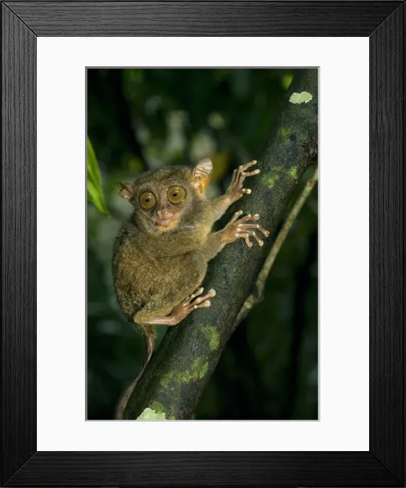 Framed Print : Philippine Tarsier, adult Framed Print : Philippine Tarsier, adult