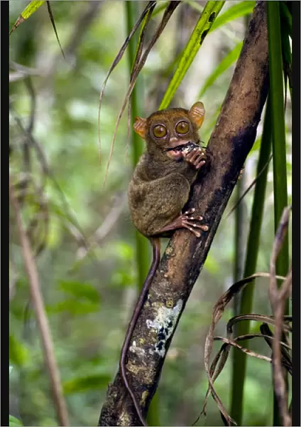 Philippine Tarsier, adult, eats a large horned