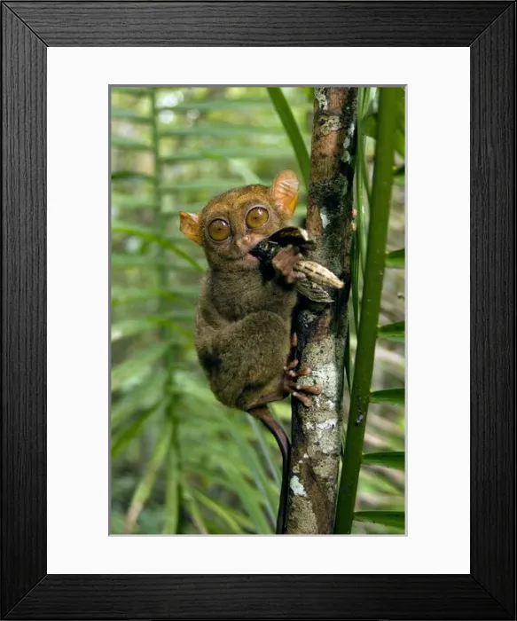 Framed Print : Philippine Tarsier, adult, face covered in hair Framed Print : Philippine Tarsier, adult, face covered in hair