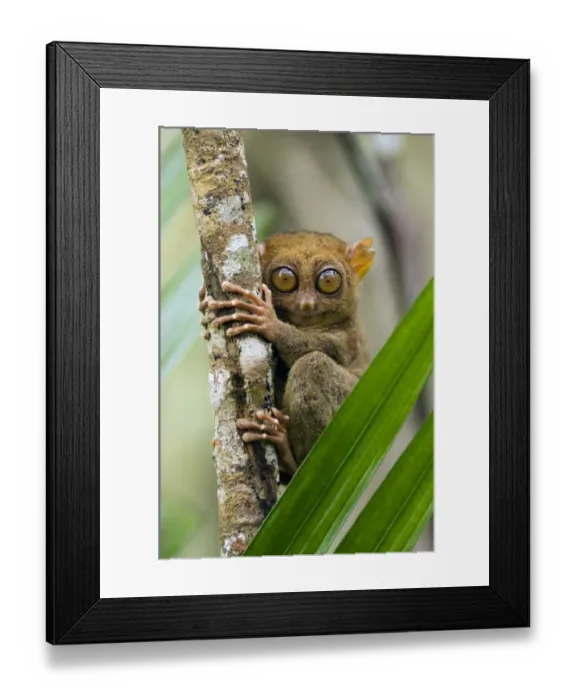 Framed Print : Philippine Tarsier, adult Framed Print : Philippine Tarsier, adult