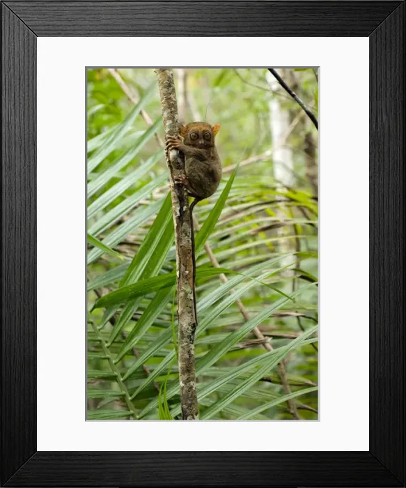 Framed Print : Philippine Tarsier, adult Framed Print : Philippine Tarsier, adult