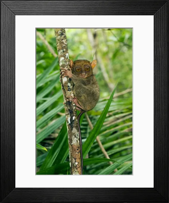 Framed Print : Philippine Tarsier, adult