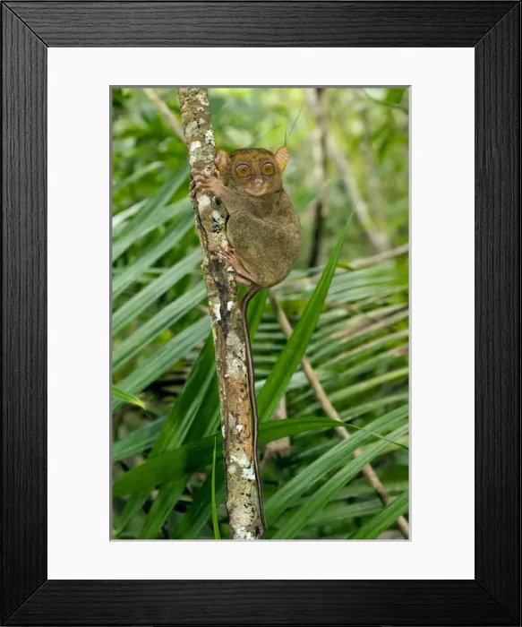 Framed Print : Philippine Tarsier, adult Framed Print : Philippine Tarsier, adult