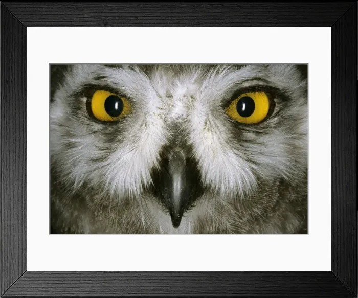 Framed Print : Snowy Owl - juvenile / fledgling, typical species Framed Print : Snowy Owl - juvenile / fledgling, typical species