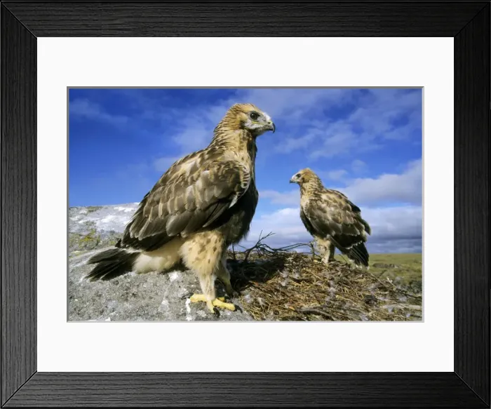 Framed Print : Rough-legged Buzzards - young at the nest - very Framed Print : Rough-legged Buzzards - young at the nest - very