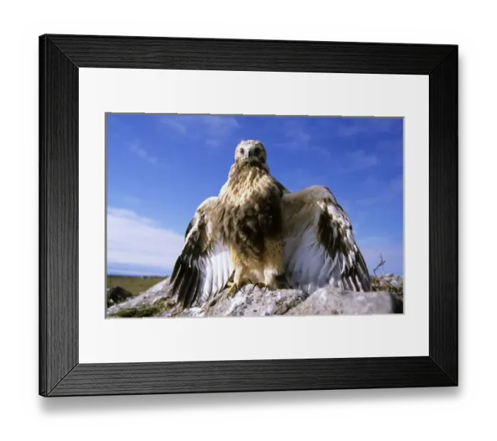 Framed Print : Rough-legged Buzzard - young at the nest threatening Framed Print : Rough-legged Buzzard - young at the nest threatening