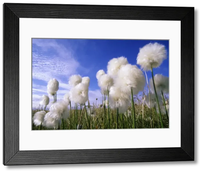 Framed Print : Cottongrass sp. a very typical plant in marshes Framed Print : Cottongrass sp. a very typical plant in marshes