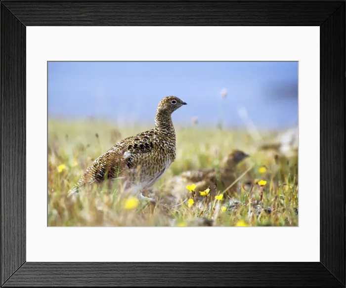 Framed Print : Young Alpine Ptarmigan on guard while others in a flock feed Framed Print : Young Alpine Ptarmigan on guard while others in a flock feed