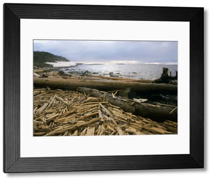 Framed Print : Driftwood - accumulating in Yenisey-river gulf Framed Print : Driftwood - accumulating in Yenisey-river gulf
