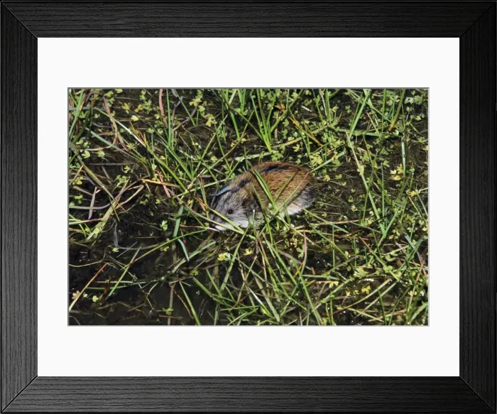 Framed Print : Siberian Lemming - adult crosses a puddle (Lemmings Framed Print : Siberian Lemming - adult crosses a puddle (Lemmings
