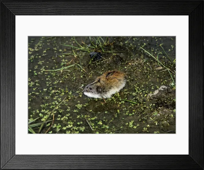 Framed Print : Siberian Lemming - adult sniffs air prior to crossing Framed Print : Siberian Lemming - adult sniffs air prior to crossing
