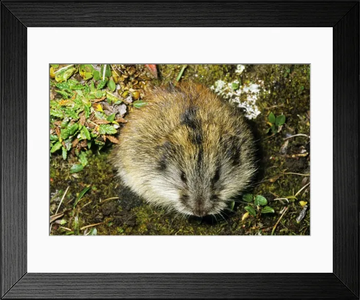Framed Print : Siberian Lemming - adult near its burrow in tundra Framed Print : Siberian Lemming - adult near its burrow in tundra
