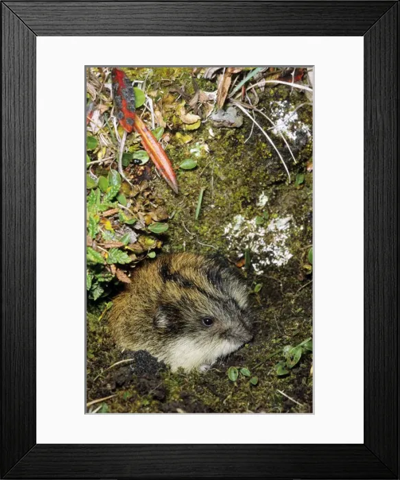 Framed Print : Siberian Lemming - adult at the entrance of its burrow Framed Print : Siberian Lemming - adult at the entrance of its burrow
