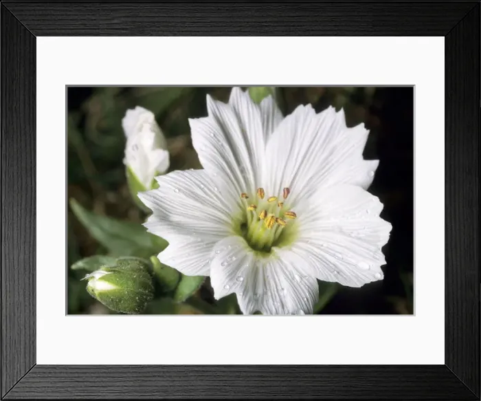 Framed Print : Flowering plant Stellaria sp Framed Print : Flowering plant Stellaria sp