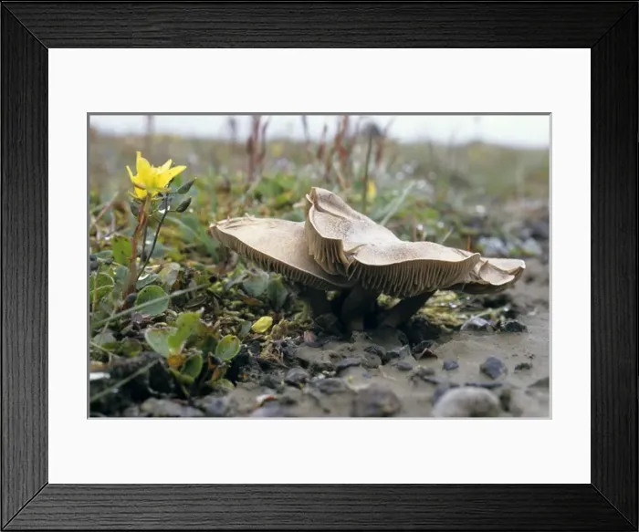 Framed Print : Mushrooms and flowering plant Saxifraga hirculus Framed Print : Mushrooms and flowering plant Saxifraga hirculus
