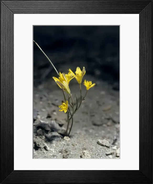 Framed Print : Gadea plant flowers in sand dunes of Central Karakum desert Framed Print : Gadea plant flowers in sand dunes of Central Karakum desert