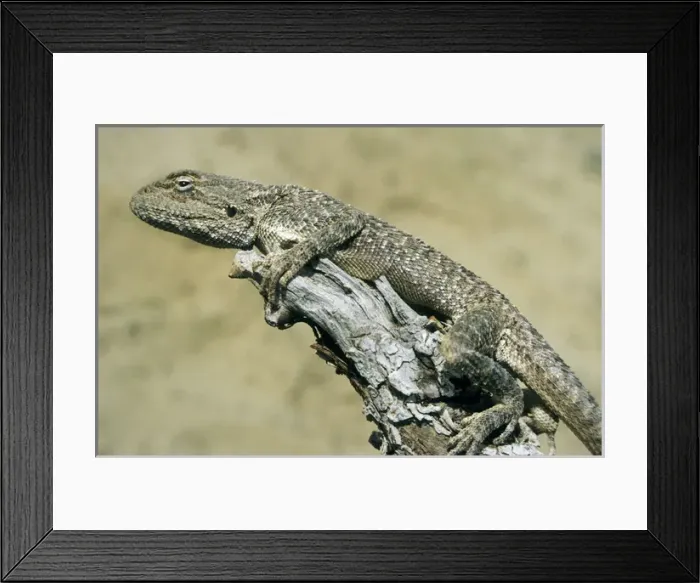 Framed Print : Agama Lizard - on a dry bush watching for prey Framed Print : Agama Lizard - on a dry bush watching for prey