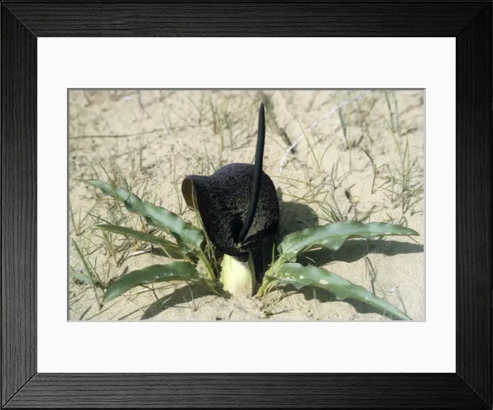 Framed Print : Flowering plant Eminium Lemona - typical in sand Framed Print : Flowering plant Eminium Lemona - typical in sand