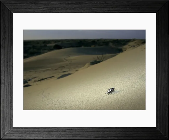 Framed Print : Darkling Beetle - runs around a sand dune in search Framed Print : Darkling Beetle - runs around a sand dune in search
