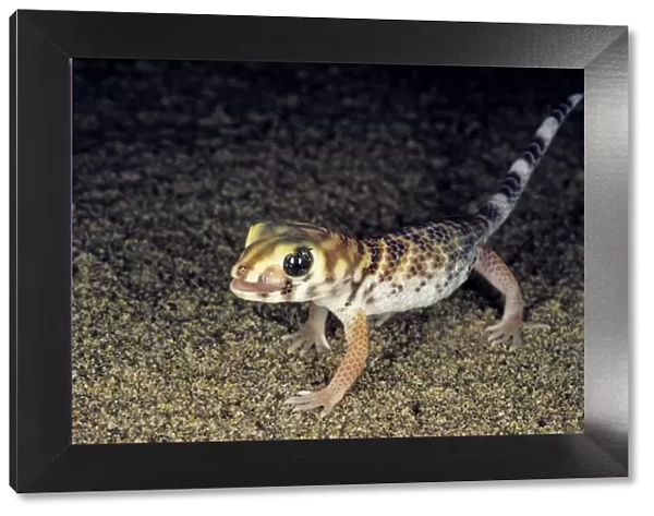 Common Wonder Gecko  /  Frog-eyed Gecko - looks