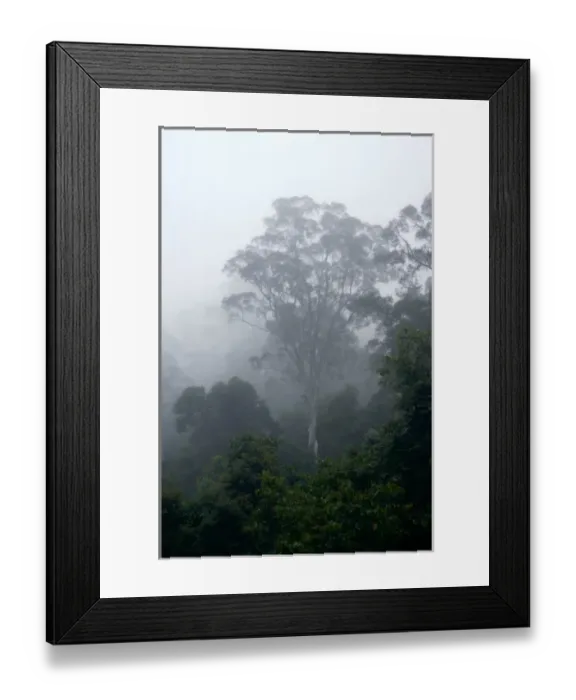 Framed Print : Primary rainforest in the mist at dawn Framed Print : Primary rainforest in the mist at dawn