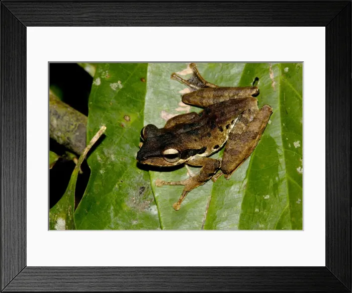 Framed Print : Dark-eared Tree Frog is hides among giant leaves Framed Print : Dark-eared Tree Frog is hides among giant leaves