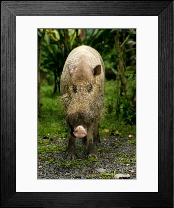 Framed Print : Bearded pig - adult wild animal which abitually Framed Print : Bearded pig - adult wild animal which abitually