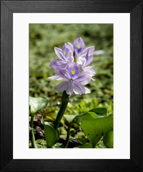 Framed Print : Flowering water-plant (unidentified), typical in Framed Print : Flowering water-plant (unidentified), typical in