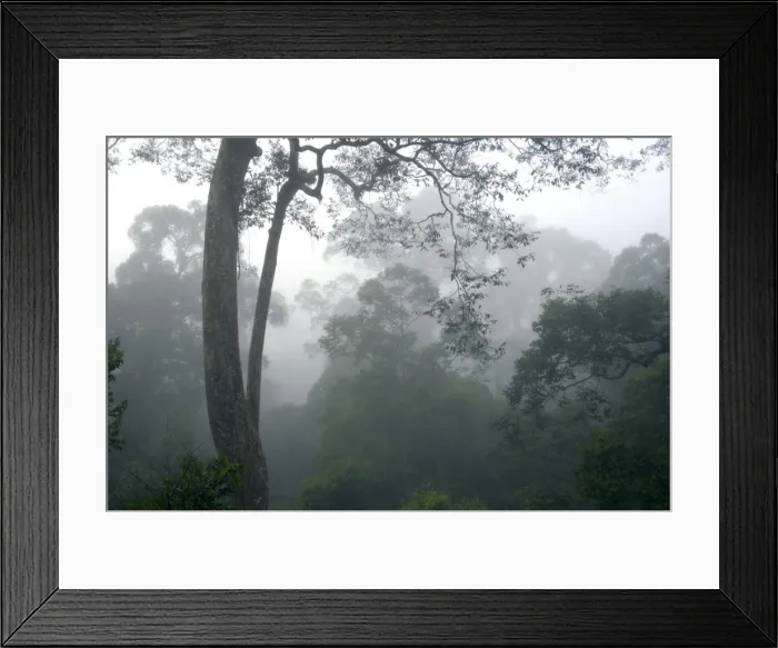 Framed Print : The canopy of a primary rainforest in the mist Framed Print : The canopy of a primary rainforest in the mist