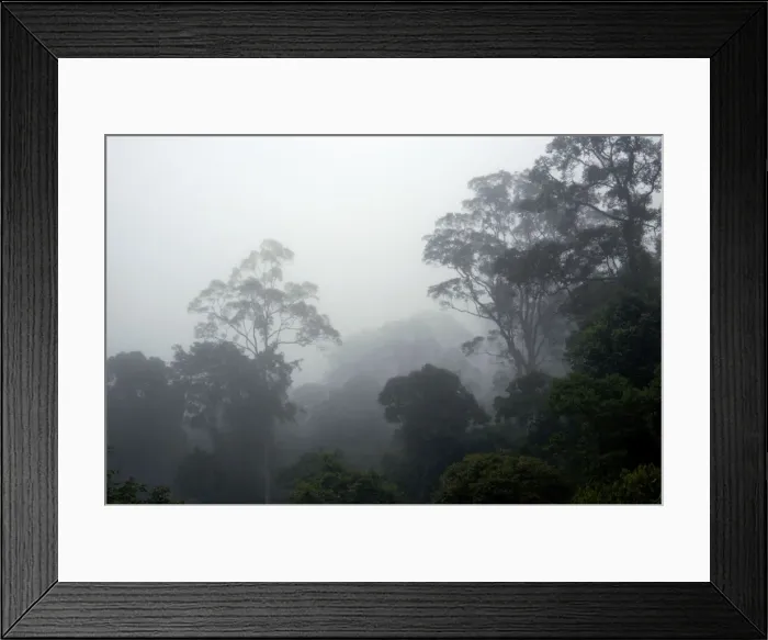 Framed Print : The canopy of a primary rainforest in the mist at dawn Framed Print : The canopy of a primary rainforest in the mist at dawn