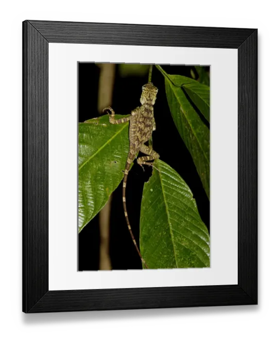 Framed Print : Short-crested forest dragon is asleep on a leaf Framed Print : Short-crested forest dragon is asleep on a leaf