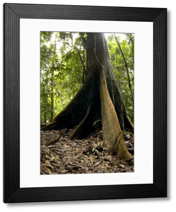 Framed Print : A buttressed tree trunk - in primary rainforest Framed Print : A buttressed tree trunk - in primary rainforest