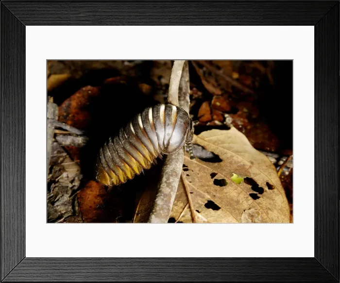 Framed Print : Giant Pill Millipede negotiates a fallen twig Framed Print : Giant Pill Millipede negotiates a fallen twig