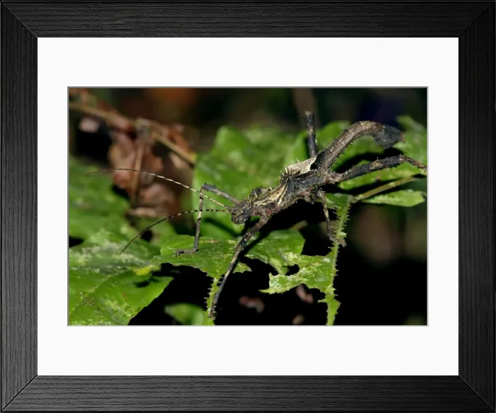 Framed Print : Nocturnal spine-covered Stick Insect (appears to Framed Print : Nocturnal spine-covered Stick Insect (appears to