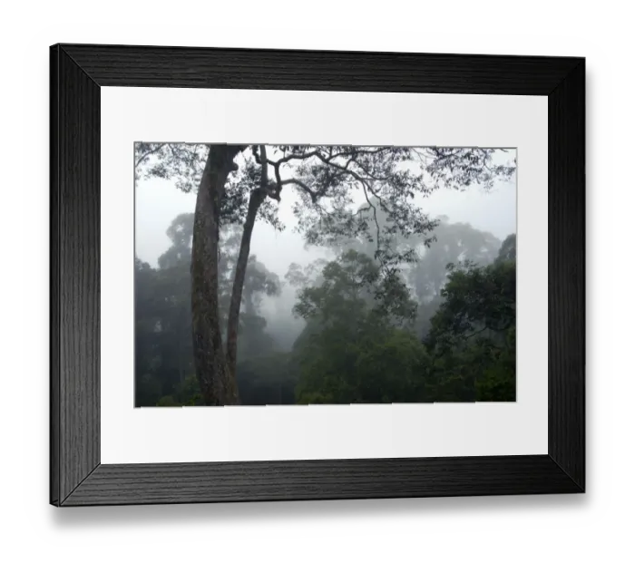 Framed Print : The canopy of a primary rainforest in the mist at dawn Framed Print : The canopy of a primary rainforest in the mist at dawn