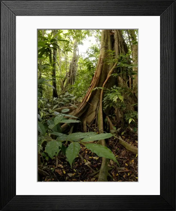 Framed Print : A buttressed tree trunk, typical in rainforest Framed Print : A buttressed tree trunk, typical in rainforest
