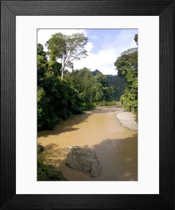 Framed Print : River Danum and primary rainforest on its banks Framed Print : River Danum and primary rainforest on its banks