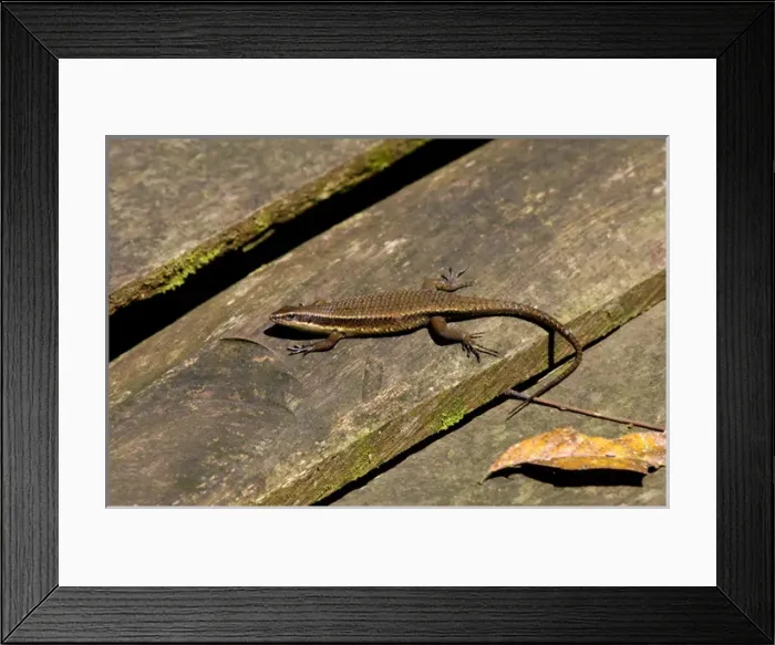 Framed Print : Rough-scaled Brown Skink basking on planks of a Framed Print : Rough-scaled Brown Skink basking on planks of a