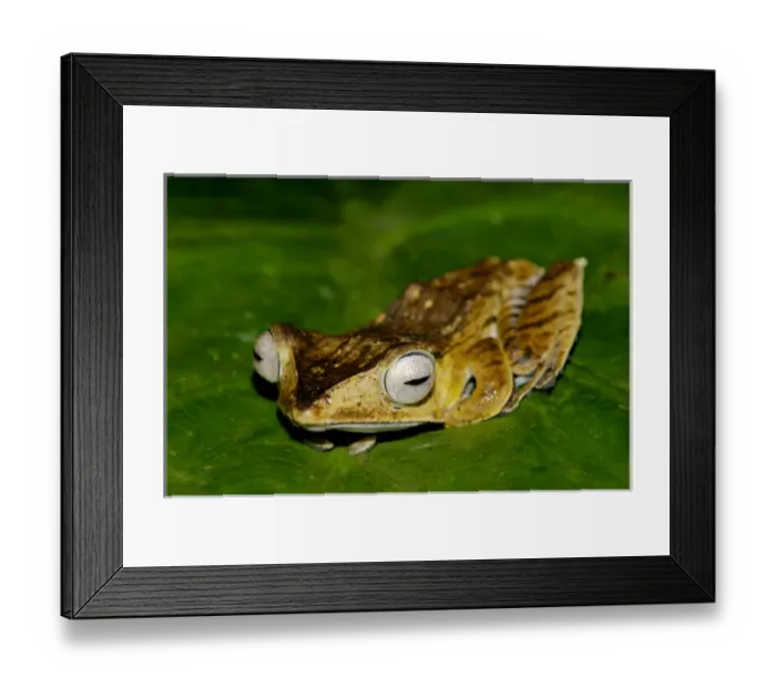 Framed Print : File-eared Tree Frog - hides among giant leaves Framed Print : File-eared Tree Frog - hides among giant leaves