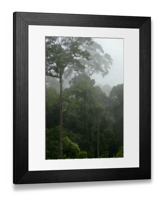 Framed Print : Mature rainforest in the mist at dawn, river Danum Framed Print : Mature rainforest in the mist at dawn, river Danum