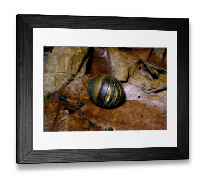 Framed Print : Giant Pill Millipede rolls into a ball in danger Framed Print : Giant Pill Millipede rolls into a ball in danger